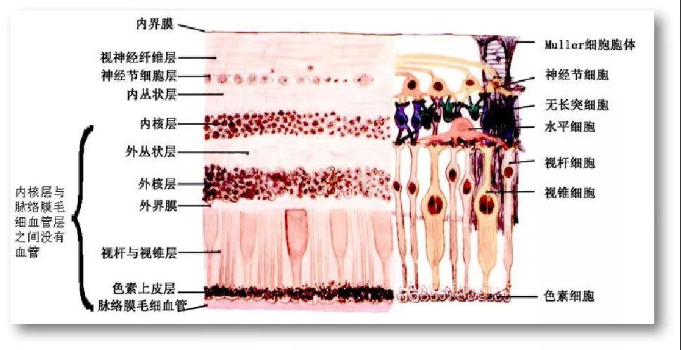 打人,不打,脸,为什么,网脱,患者,的,视网膜,